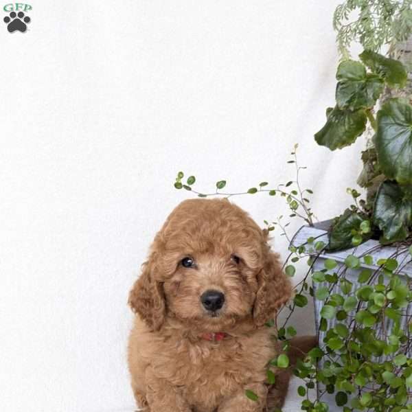 Jasper, Mini Goldendoodle Puppy