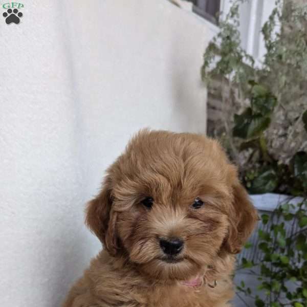 Paris, Mini Goldendoodle Puppy