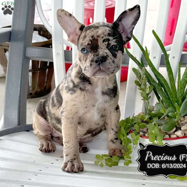 Precious, French Bulldog Mix Puppy