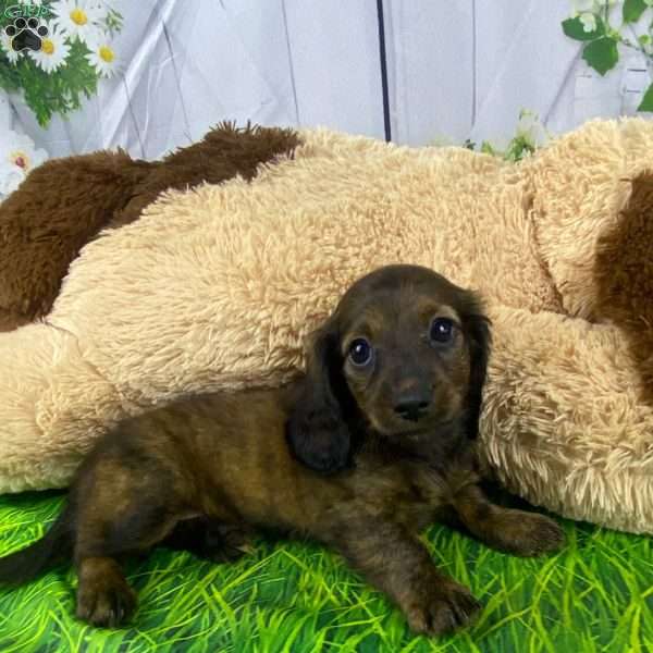 Sally, Dachshund Puppy