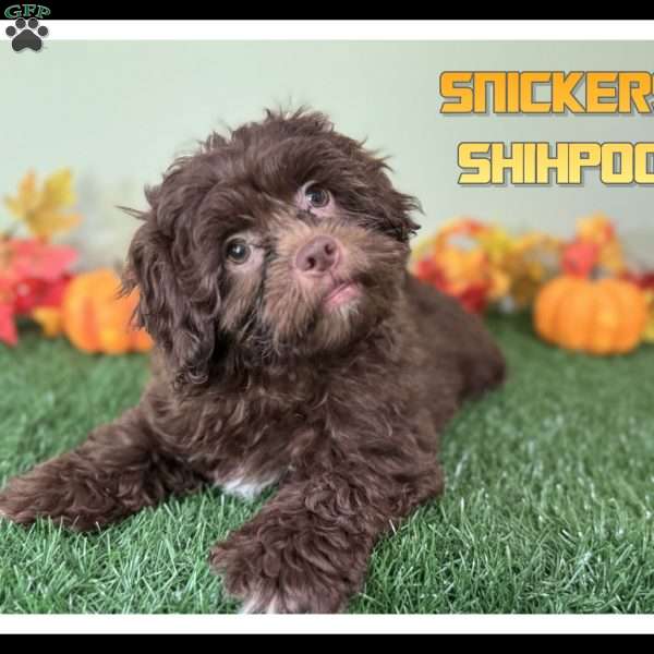 Snickers, Shih-Poo Puppy