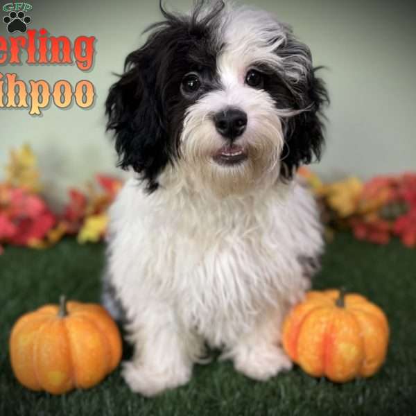 Sterling, Shih-Poo Puppy