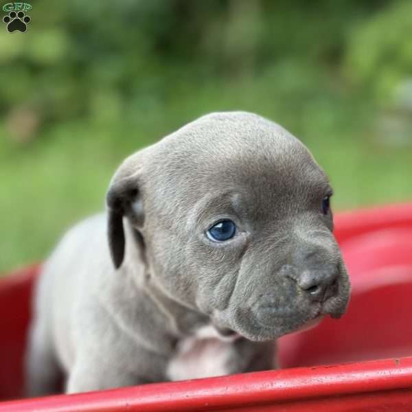 Diamond, American Bully Puppy