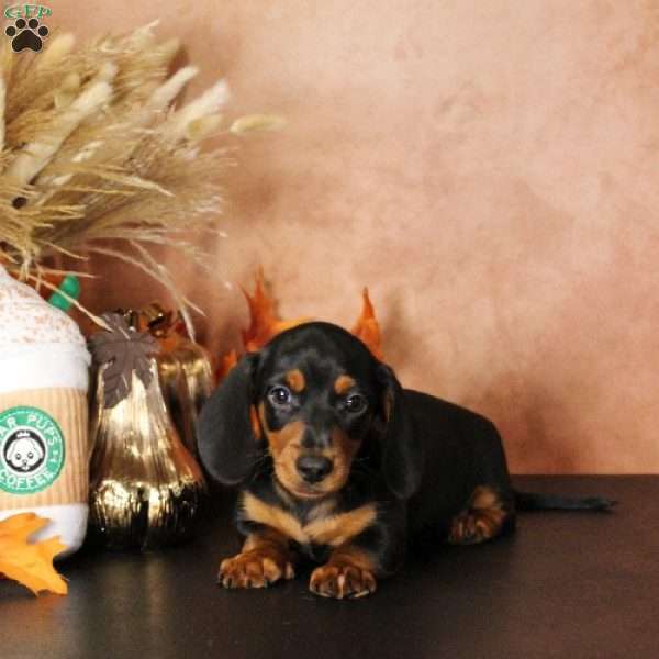 Armani, Dachshund Puppy