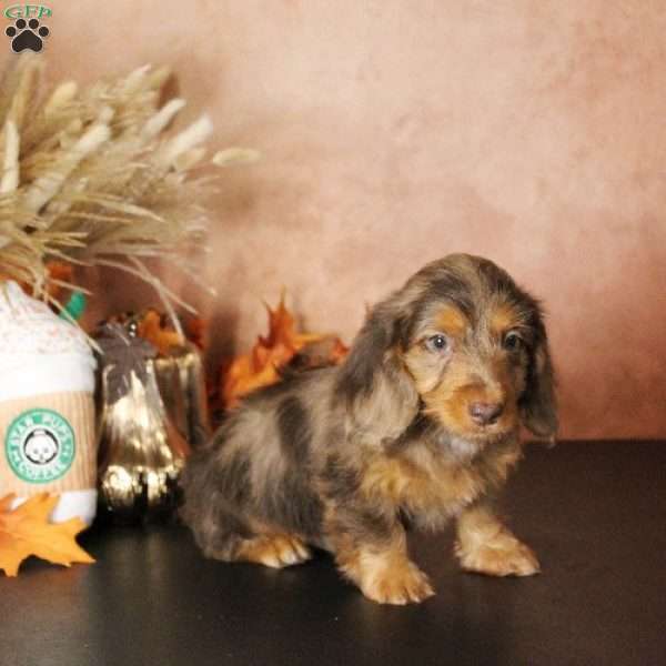 Tiffany, Dachshund Puppy