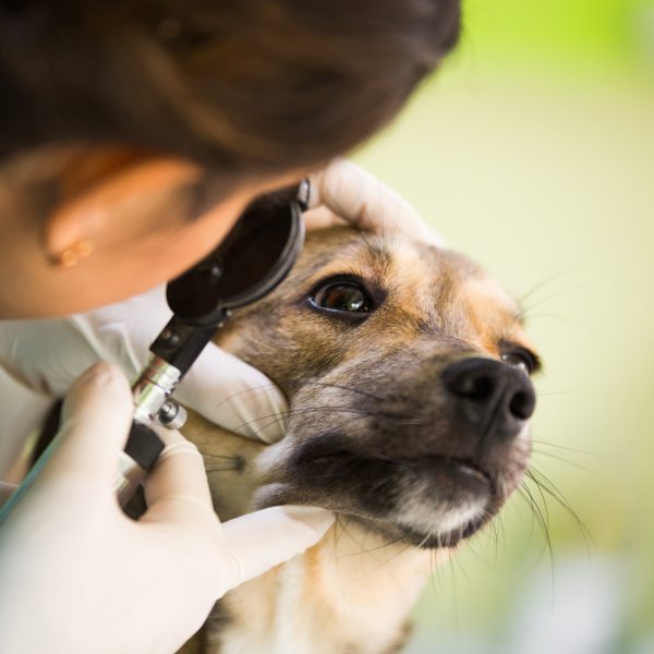 vet giving a dog an eye exam