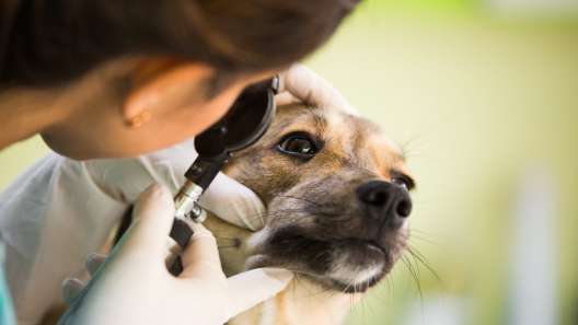 What to Know About Keratitis in Dogs