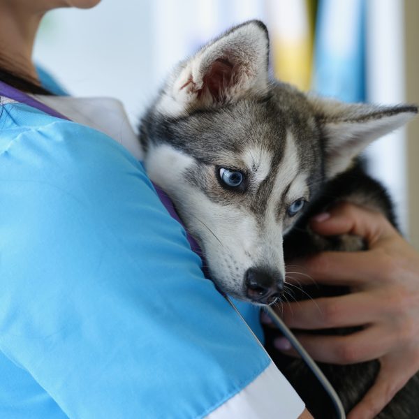 veterinarian holding a husky puppy in their arms