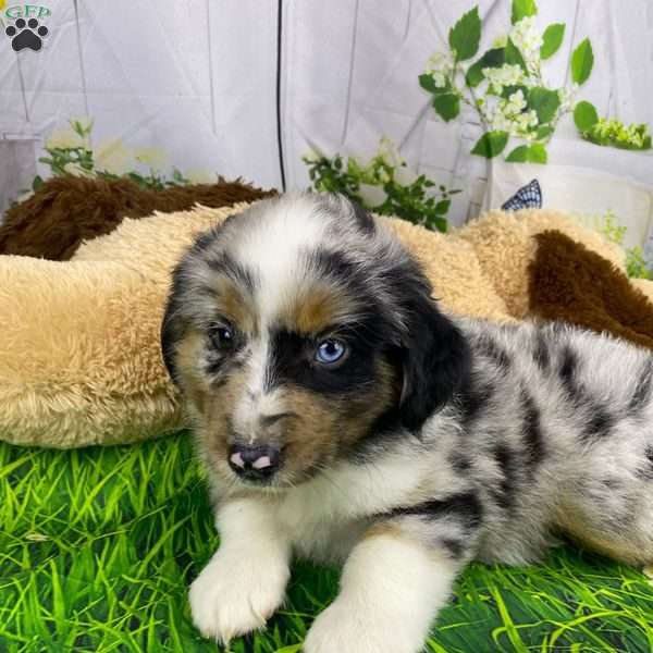 Baxter, Miniature Australian Shepherd Puppy