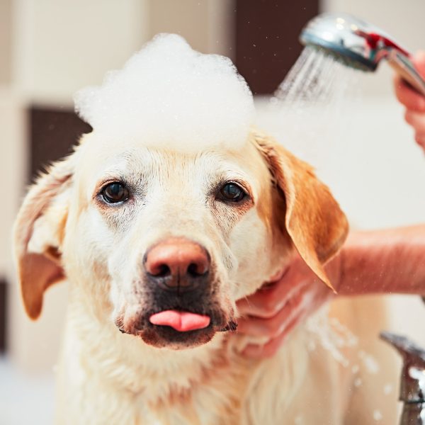 yellow lab getting a bath