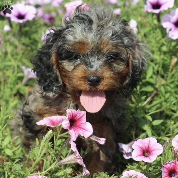 Warren, Cockapoo Puppy