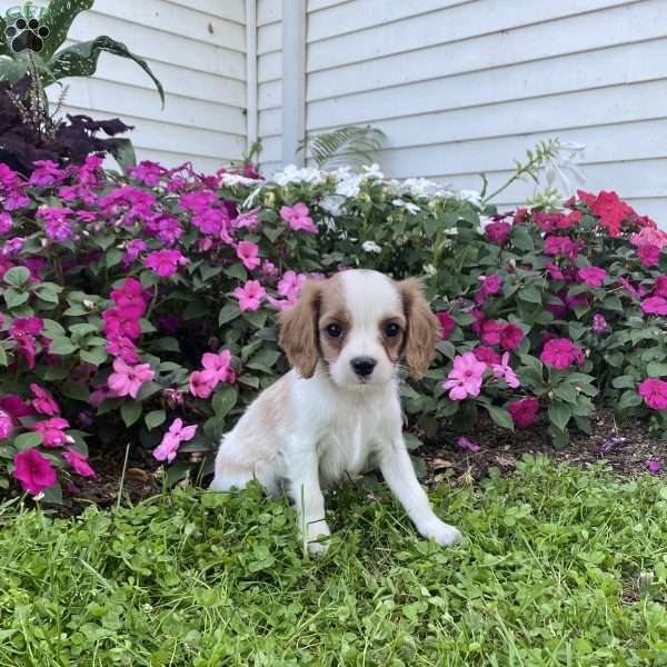 Kody, Cavalier King Charles Mix Puppy