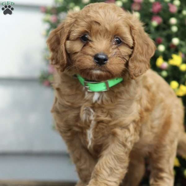 Andrew, Cavapoo Puppy