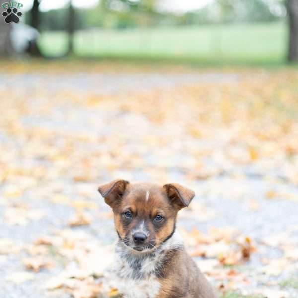 Brooke, Blue Heeler Mix Puppy