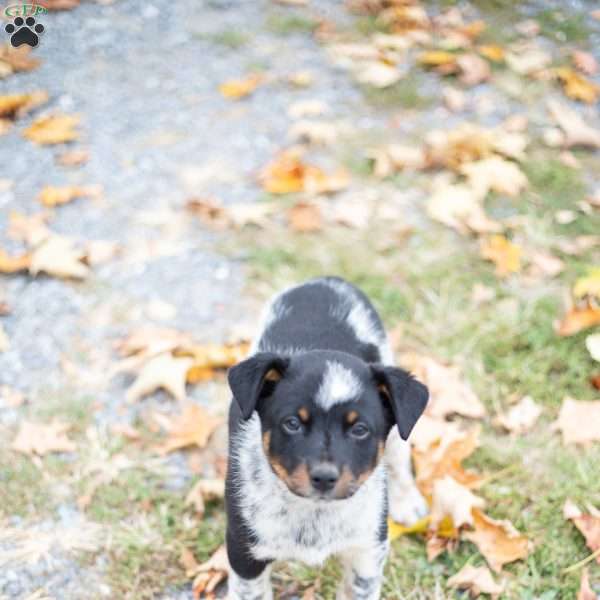 Bartholomew, Blue Heeler Mix Puppy