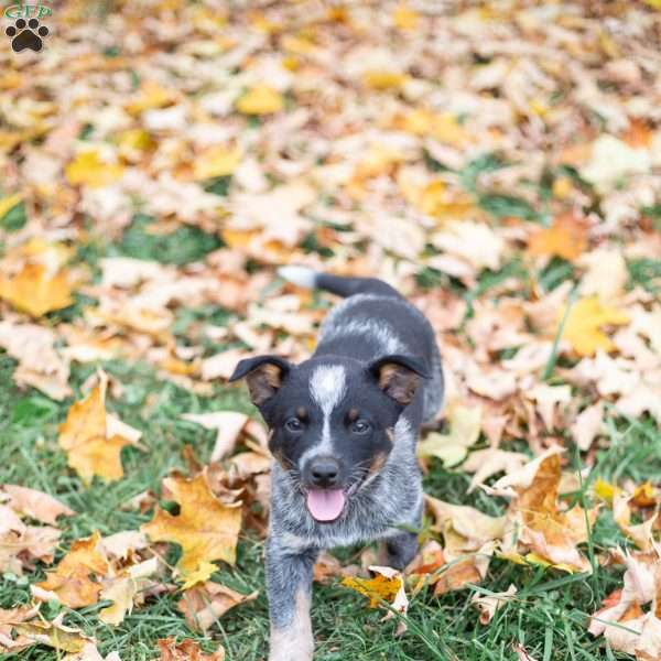 Baxter, Blue Heeler Mix Puppy