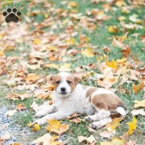 Bea, Blue Heeler Mix Puppy