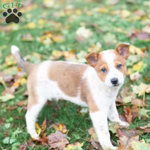 Bea, Blue Heeler Mix Puppy