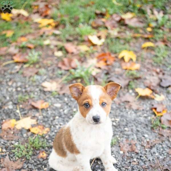 Bea, Blue Heeler Mix Puppy