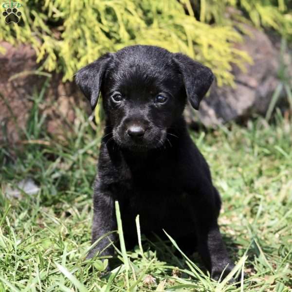 Kevin, Black Labrador Retriever Puppy