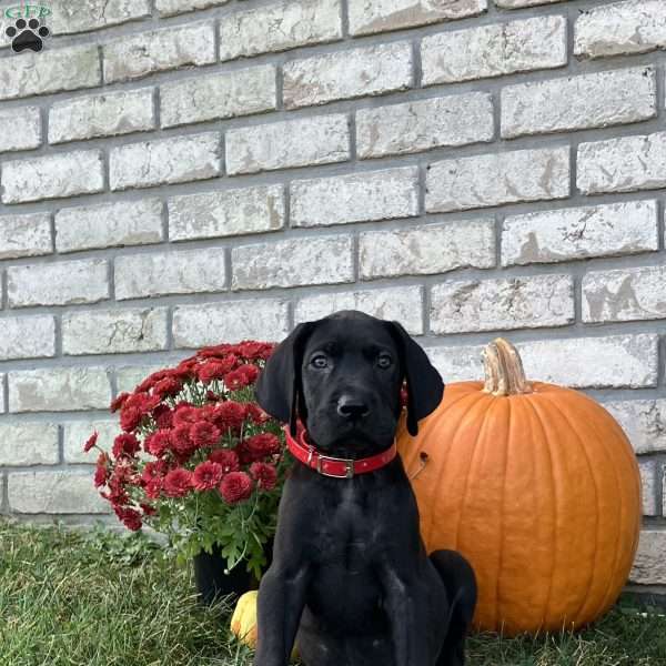 Midnight, Great Dane Puppy