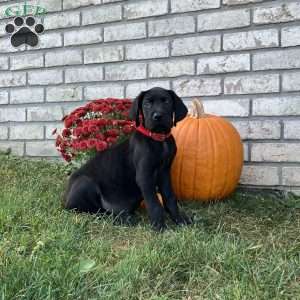 Midnight, Great Dane Puppy