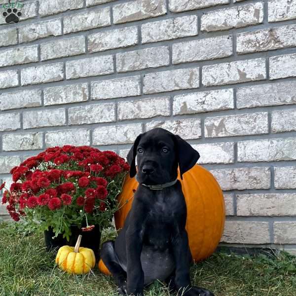 Candy, Great Dane Puppy