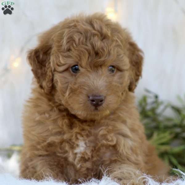 Ronald, Mini Goldendoodle Puppy