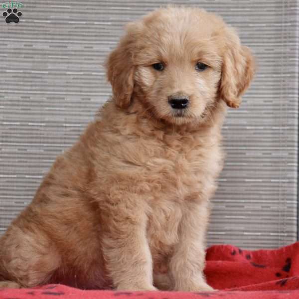 Gibson, Goldendoodle Puppy