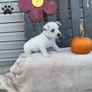 Tanner, West Highland Terrier Puppy