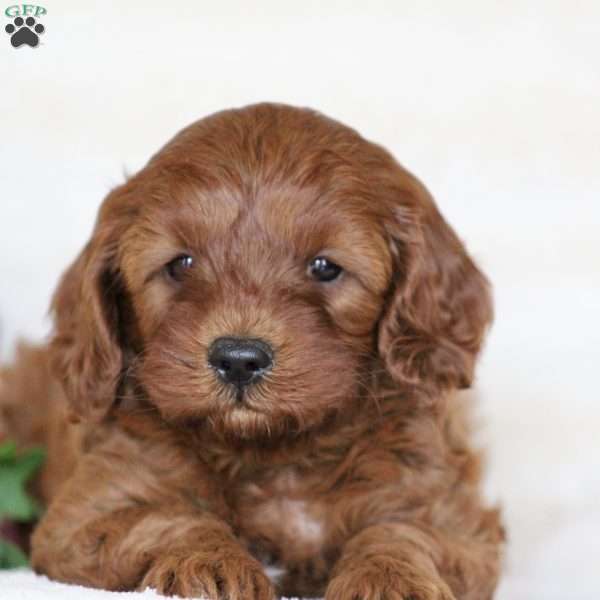 Paxton, Cavapoo Puppy