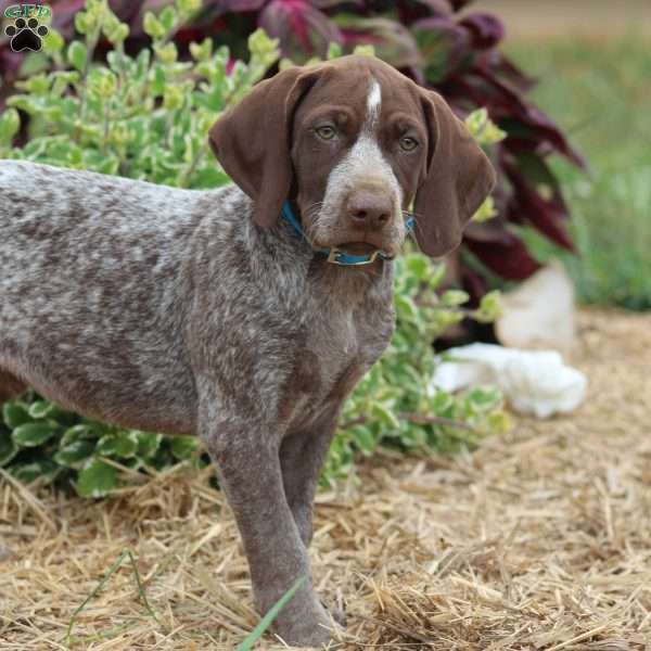 Mac, German Shorthaired Pointer Puppy