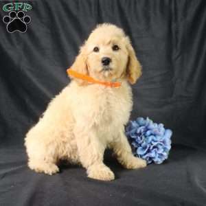 Dewdrop, Golden Cavadoodle Puppy