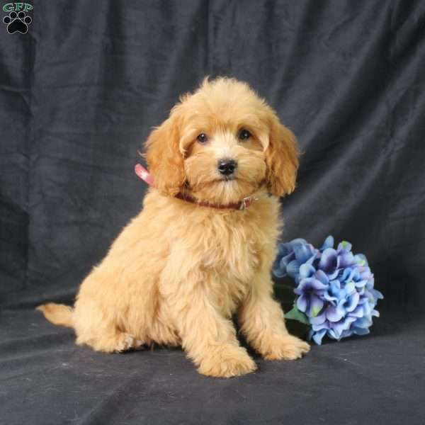 Dana, Golden Cavadoodle Puppy