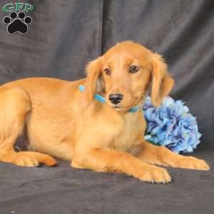 Jeffrey, Miniature Golden Retriever Puppy