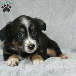 Becka, Miniature Australian Shepherd Puppy