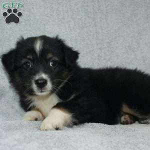 Bouncer, Miniature Australian Shepherd Puppy