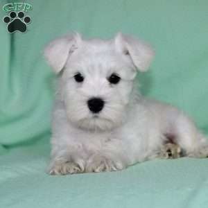 Stacy, Miniature Schnauzer Puppy