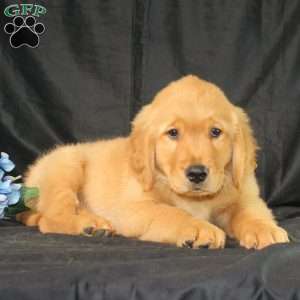 Bradley, Miniature Golden Retriever Puppy