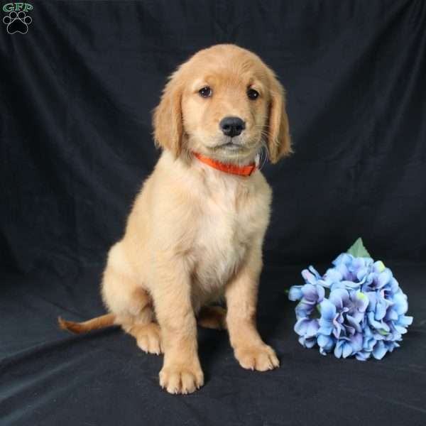 Biscuit, Miniature Golden Retriever Puppy