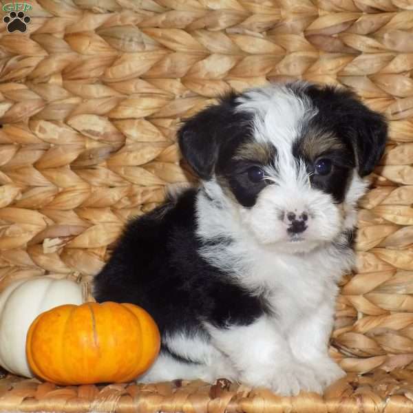 Miles, Yorkie Poo Puppy