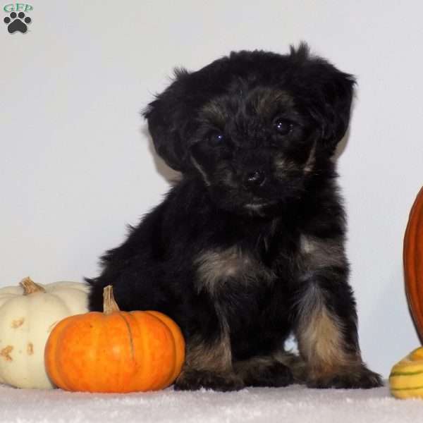 Muggsy, Yorkie Poo Puppy