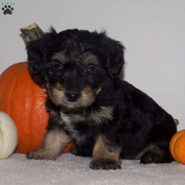 Myla, Yorkie Poo Puppy