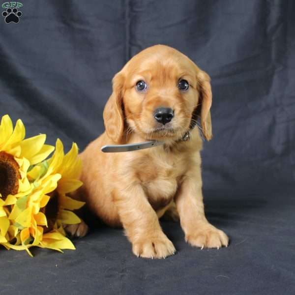 Morris, Miniature Golden Retriever Puppy