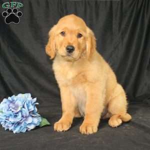 Bradley, Miniature Golden Retriever Puppy