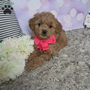 Jasmine, Cockapoo Puppy