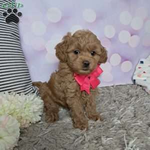 Jasmine, Cockapoo Puppy