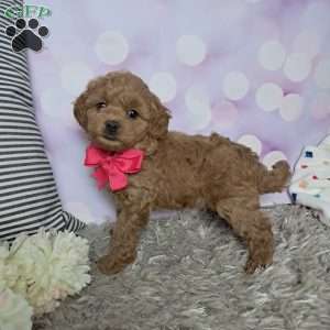 Jasmine, Cockapoo Puppy