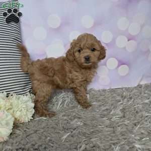 Jasmine, Cockapoo Puppy