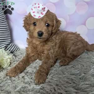 Buttercup, Cockapoo Puppy